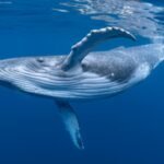 Commercial whaling killed 350,000 blue whales and 725,000 fin whales; more than 40 years later, the giants are slowly returning to the southeast Atlantic