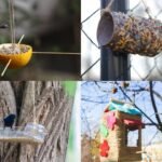 5 creative bird feeders you can make from things you already have at home
