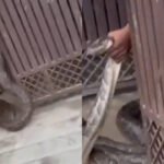 Giant python tries to enter Meerut house, man grabs the massive snake as villagers