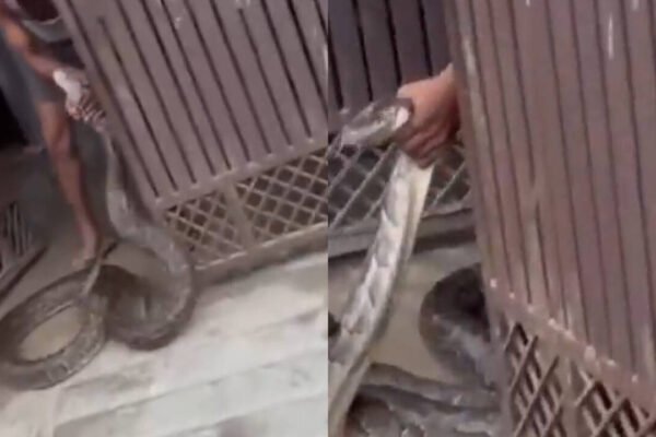 Giant python tries to enter Meerut house, man grabs the massive snake as villagers
