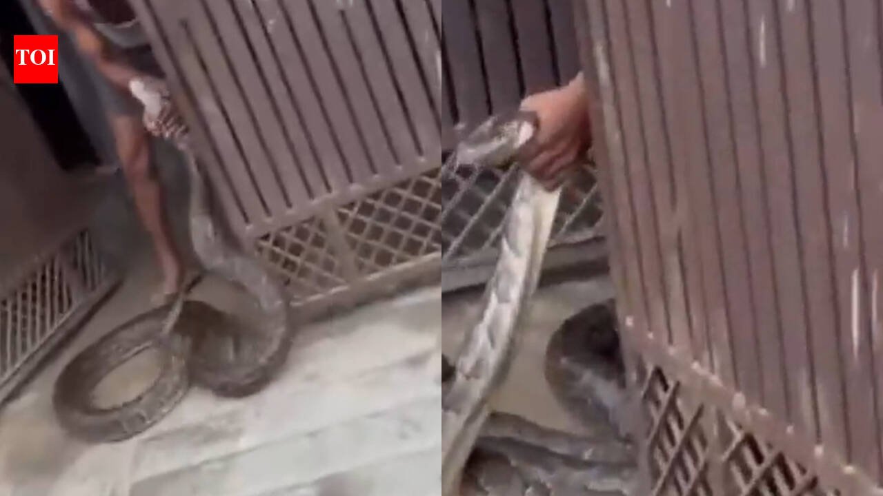 Giant python tries to enter Meerut house, man grabs the massive snake as villagers