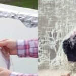 Can aluminium foil keep pigeons away? Here's what to know about the balcony hack