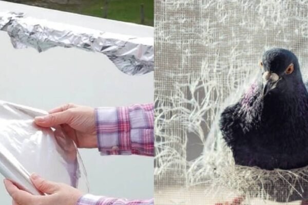 Can aluminium foil keep pigeons away? Here's what to know about the balcony hack