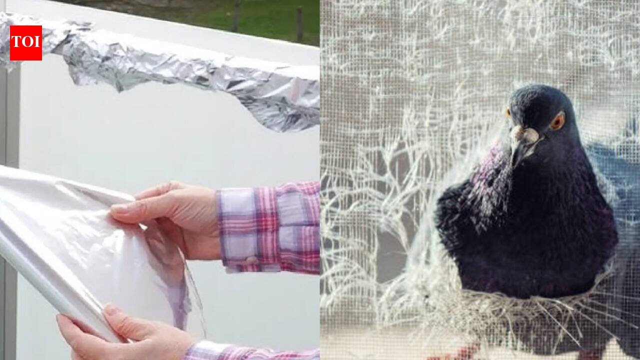 Can aluminium foil keep pigeons away? Here's what to know about the balcony hack