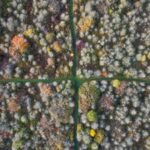In 1988, an English farmer stopped cultivating his entire 377-acre wheat farm; 35 years later, it became one of central England’s biggest refuges for scrub, woodland and rare wildlife