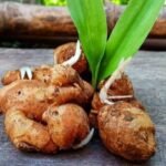 Ginger Growing Guide: How to grow your own fresh ginger at home: A step-by-step beginner’s guide