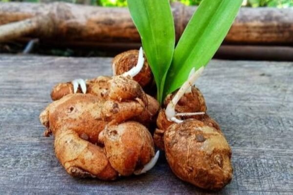Ginger Growing Guide: How to grow your own fresh ginger at home: A step-by-step beginner’s guide