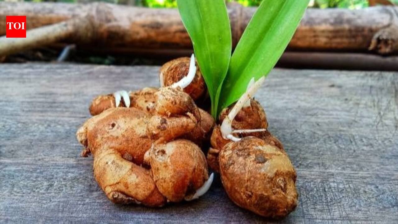 Ginger Growing Guide: How to grow your own fresh ginger at home: A step-by-step beginner’s guide