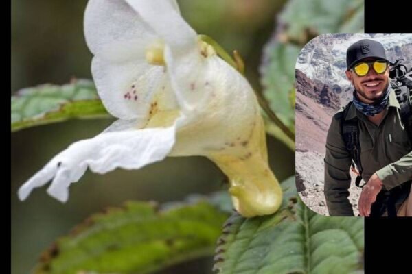 Meet the new Himalayan plant named after the legendary mountaineer Nirmal Purja: Nimsdai’s legacy blooms in the Himalayas at 2,900 metres |