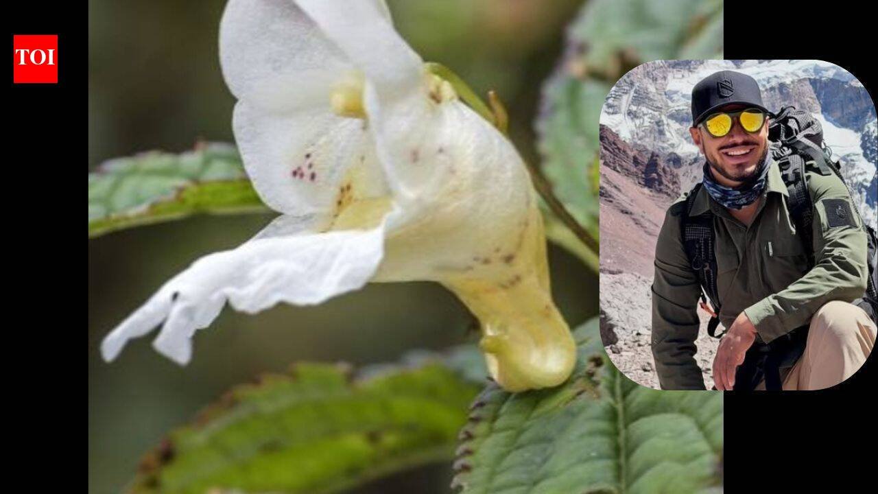Meet the new Himalayan plant named after the legendary mountaineer Nirmal Purja: Nimsdai’s legacy blooms in the Himalayas at 2,900 metres |