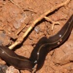 In the 1990s, a predatory flatworm was released in Samoa to control giant African snails; it later became linked to the decline and extinction of native island snails