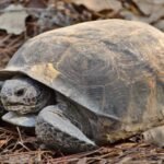 Mississippi landowners restored woodland for gopher tortoises; two decades later the same habitat became a release site for nearly 500 endangered frogs