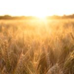 In 1961, British scientists stopped farming a 4-hectare barley field and left it alone; 60 years later, it had turned itself into a complex native woodland