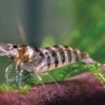In 1968, Montana began stocking tiny shrimp to feed kokanee salmon; after they reached Flathead Lake, the salmon collapsed and hundreds of bald eagles and bears lost a reliable food source