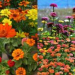 Growing Zinnias At Home: Growing zinnias at home? Here's what to do after they finish blooming