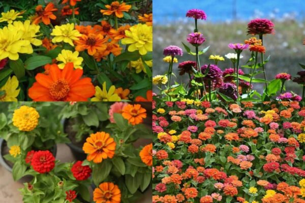 Growing Zinnias At Home: Growing zinnias at home? Here's what to do after they finish blooming
