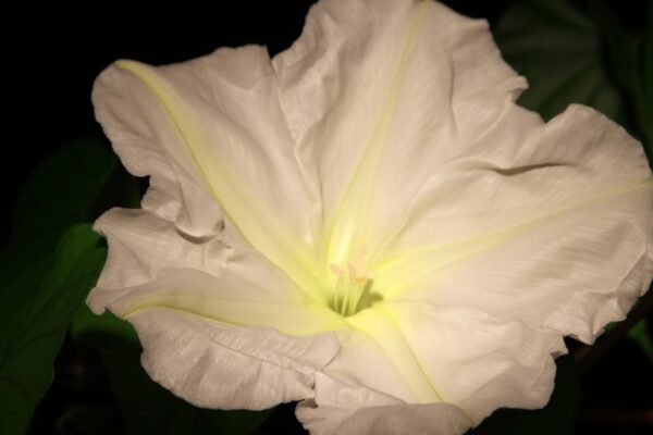 As the sun goes down, 'Moon garden' begins to glow against the dark: 5 most beautiful white flowers to grow in your garden