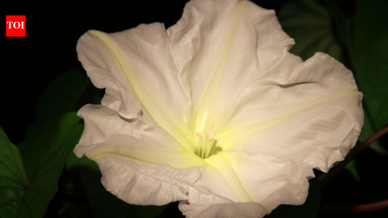 As the sun goes down, 'Moon garden' begins to glow against the dark: 5 most beautiful white flowers to grow in your garden