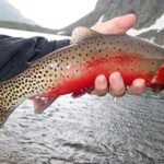 In 2002, New Mexico began one of America’s largest native-fish restoration projects; more than two decades later Rio Grande cutthroat trout had returned to 120 miles of streams
