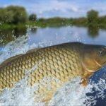 Tasmania spent 28 years removing invasive carp from two lakes; after 49,301 fish were taken out, the state declared carp functionally eradicated and trout began bouncing back