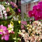 Nearly dead Orchid? 7 simple steps to revive it and encourage new blooms |