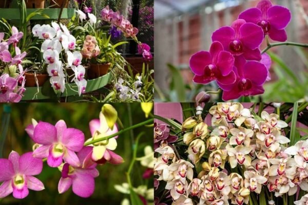 Nearly dead Orchid? 7 simple steps to revive it and encourage new blooms |