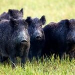 In 2005, California began eradicating 5,036 feral pigs from Santa Cruz Island as part of a wider fox recovery effort; by 2015 its native fox population had risen from under 70 to about 2,100
