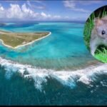 Midway Atoll eradicated invasive rats after Bonin petrels had fallen to fewer than 5,000 nesting pairs; by 2008 the seabird colony had rebounded to more than 135,000 pairs