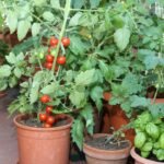 Vegetables To Grow In Pots: How to grow a pizza garden on your balcony: 6 vegetables to grow in pots at home