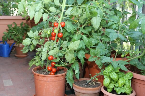 Vegetables To Grow In Pots: How to grow a pizza garden on your balcony: 6 vegetables to grow in pots at home