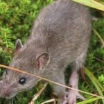 Alaska eradicated rats from a 6,869-acre Aleutian island more than two centuries after they arrived in a shipwreck; within two years some native bird populations had increased 200% or more and missing seabirds began returning