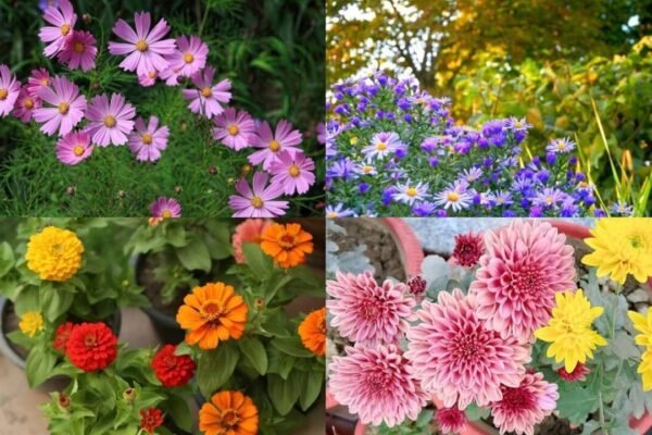 5 Plants to grow now for beautiful blooms through fall
