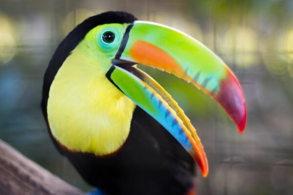 5 birds whose beaks look hand-painted by an artist