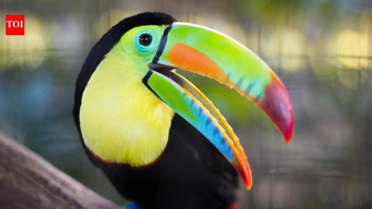 5 birds whose beaks look hand-painted by an artist