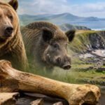 Scientists reidentify Ireland’s famous “Kerry Cow” bones as ancient bear and wild boar remains, challenging a long-held theory about how farming reached the island