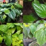 How to grow betel leaf in pots at home: A simple step-by-step guide for beginners