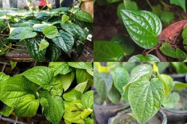 How to grow betel leaf in pots at home: A simple step-by-step guide for beginners