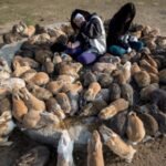 In 1903, rabbits were released on Hawaii’s Laysan Island as a food source; within a decade they had nearly stripped it bare, and three of its five landbird species eventually went extinct