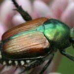 An invasive beetle wiped out black ash trees across parts of North America; scientists germinated 22,000 seeds, including genetic material from tree populations that no longer survive in the wild