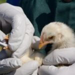 In 2022, bird flu caused an entire Sandwich tern colony in England to be abandoned; four breeding seasons later, the birds have returned in record numbers, creating one of the country’s largest colonies