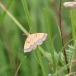 In 1952, one of England’s rarest moths was last recorded at a Northumberland estate; more than 70 years later, conservationists returned after the landscape was restored and found a hidden population within 10 minutes