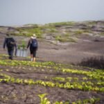 In 2007, only 6 Galápagos snapdragons were known to survive on remote lava fields; after conservationists planted 94 nursery-grown shrubs, the wild adult population has grown to 28
