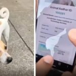IIT Bombay gives stray dogs QR IDs; internet says ‘Dogesh Bhai is a citizen’