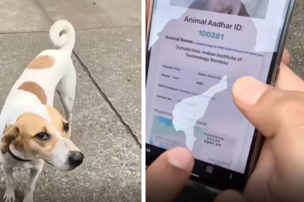 IIT Bombay gives stray dogs QR IDs; internet says ‘Dogesh Bhai is a citizen’