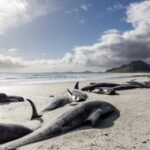 Researchers examined pilot whales stranded around Hawaii over 13 years; 3 had swallowed up to 12 pounds of marine debris, including as many as 35,543 pieces of plastic in a single stomach