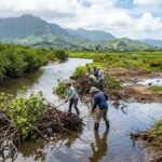 More than 100 years ago, red mangroves were introduced to Hawaii; now crews are trying to eradicate them from nearly 2 miles of waterways to restore wetlands and protect endangered birds