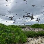 In 1967, Guy Savy and a partner bought a degraded Seychelles island; after restoring nesting habitat, its sooty tern colony rose from under 20,000 pairs to about 700,000