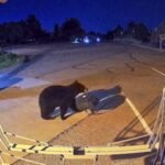 Colorado has logged more than 7,000 bear sightings in 2026, topping its previous full-year record as hungry bears increasingly enter homes, shops and towns across the US West