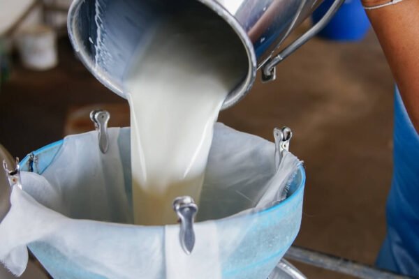 Can you guess India’s Milk Capital? Here’s why this Gujarat city earned the title