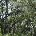 In 2005, a couple bought a 2,300-acre Napa ranch for $8 million; after a 17-year battle over plans for vineyards, the land was bought for $24 million and is becoming a public preserve